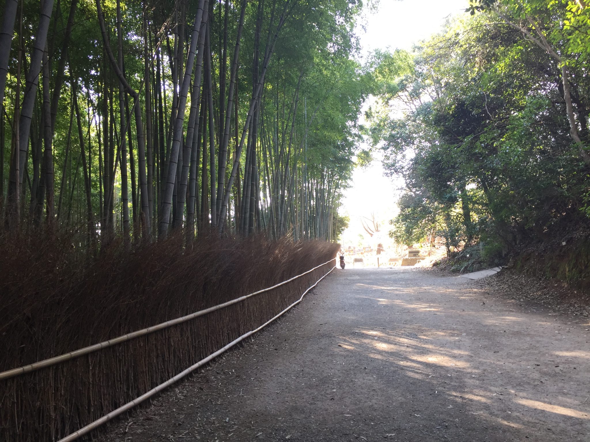 Bamboo grove