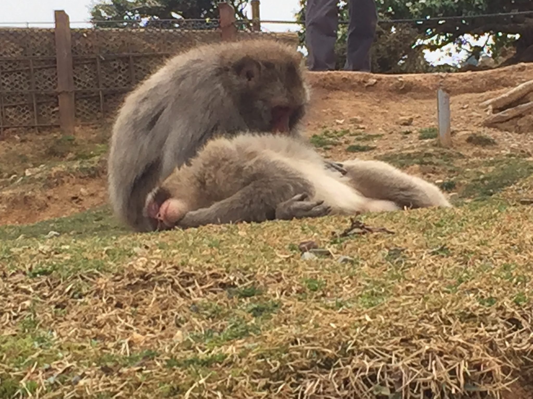 Arashiyama monkey park