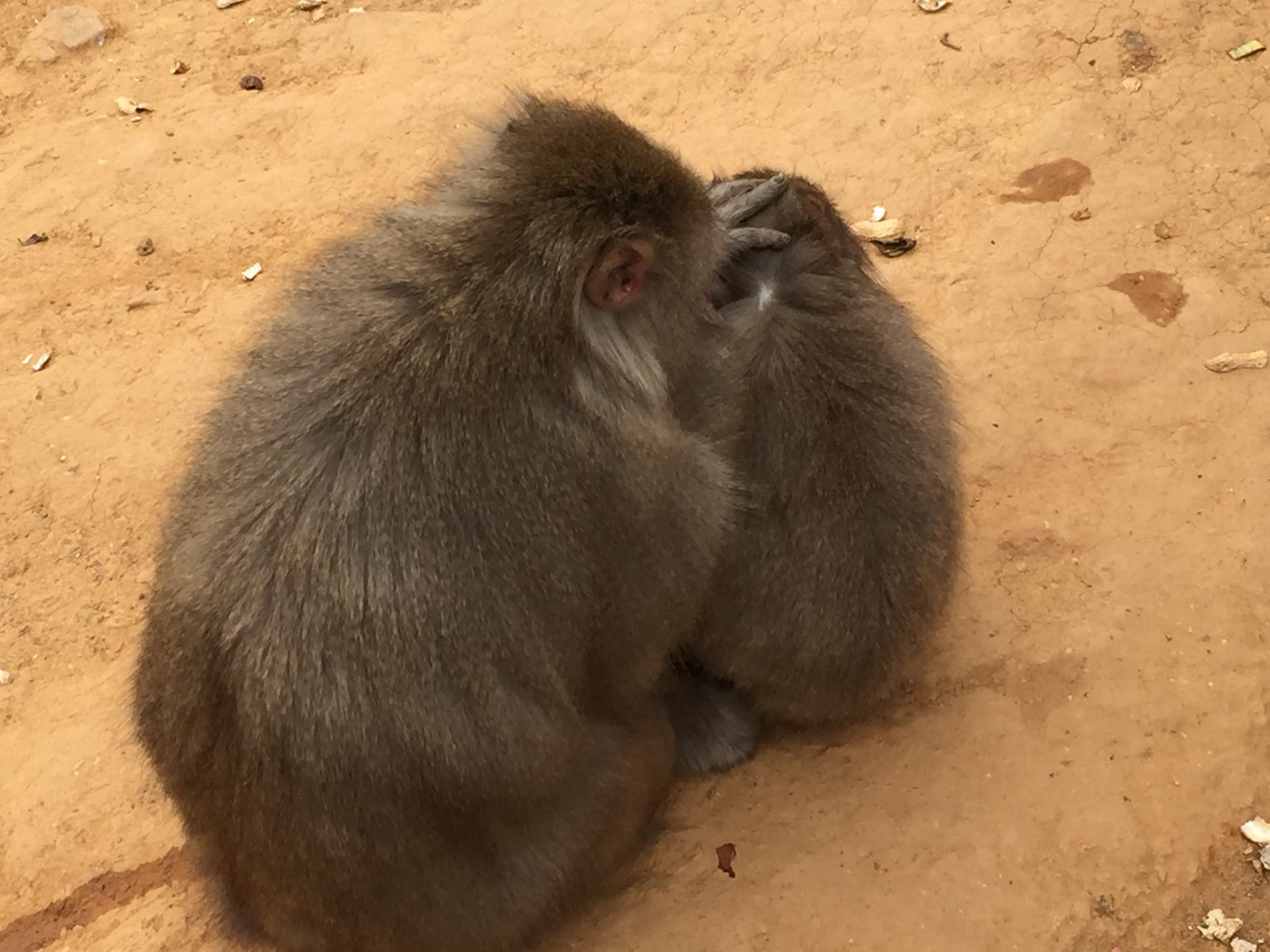 Arashiyama monkey park