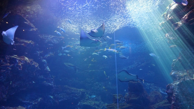 京都水族館