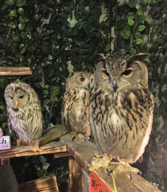 The Owl Cafe